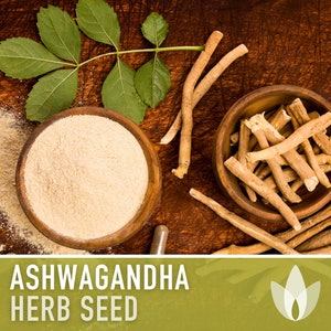 Ashwagandha Seeds - Heirloom Seeds, Indian Ginseng Seeds, Medicinal Herb, Withania Somnifera Seeds, Ayurvedic Herb, Open Pollinated, Non-GMO