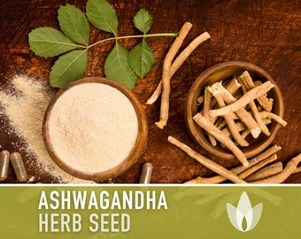 Ashwagandha Seeds - Heirloom Seeds, Indian Ginseng Seeds, Medicinal Herb, Withania Somnifera Seeds, Ayurvedic Herb, Open Pollinated, Non-GMO