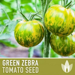Green Zebra Tomato Seeds Heirloom, Indeterminate, Open Pollinated, Non-GMO image 1