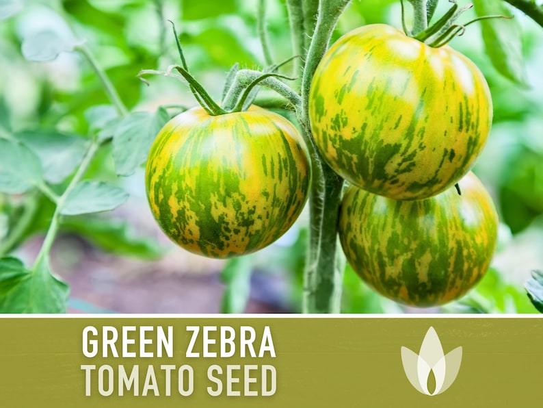 Green Zebra Tomato Seeds Heirloom, Indeterminate, Open Pollinated, Non-GMO image 1