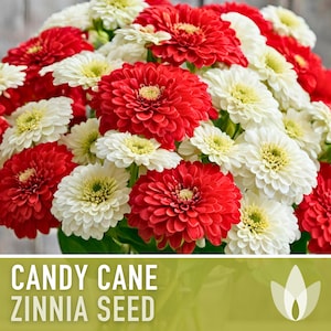 May include: A bouquet of red and white Candy Cane Zinnia flowers. The flowers are arranged in a vase and are in full bloom. The flowers are a mix of red and white, and the petals are soft and delicate.