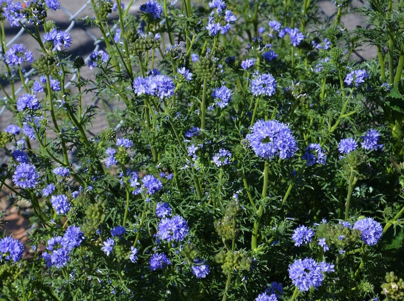 Globe Gilia Heirloom Seeds Flower Seeds Native Wildflower Etsy