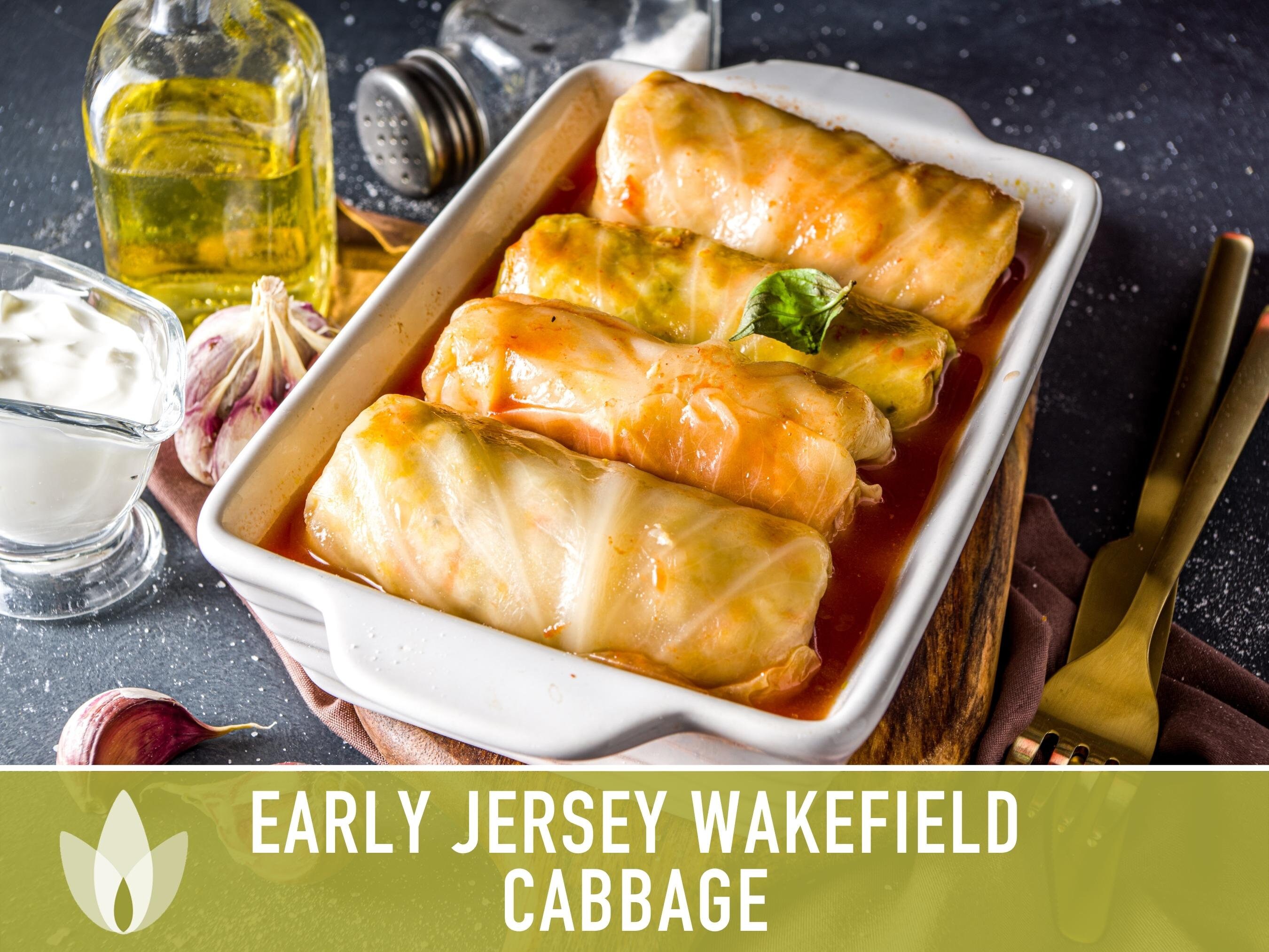 Early Jersey Wakefield Cabbage Seeds - Heirloom, Non-gmo - Etsy