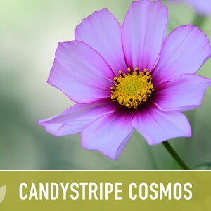 Candystripe Cosmos Flower Seeds - Heirloom, Non-GMO image 6