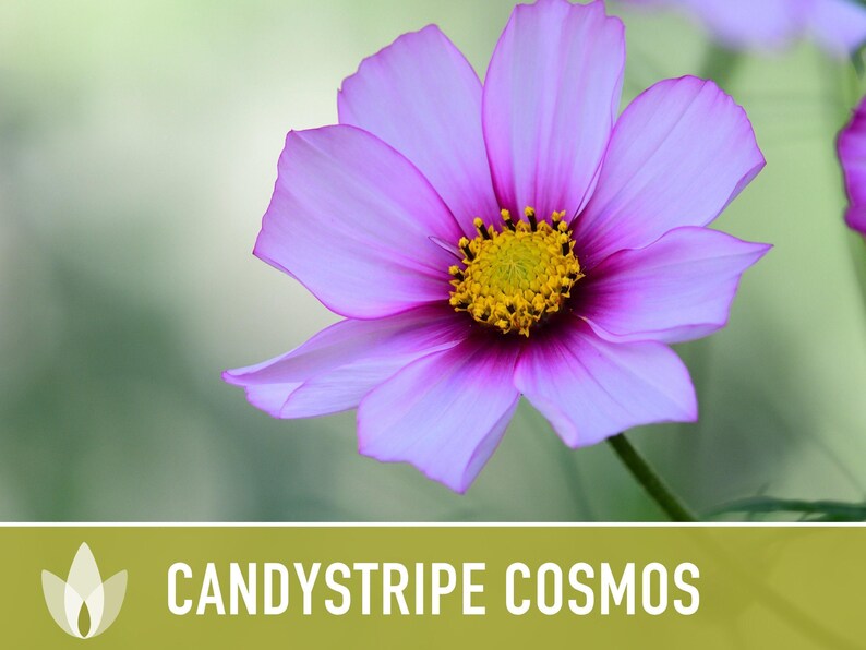 Candystripe Cosmos Flower Seeds - Heirloom, Non-GMO image 6