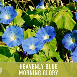 Morning Glory, Heavenly Blue Heirloom Seeds, Flower Seeds, Vine image 7