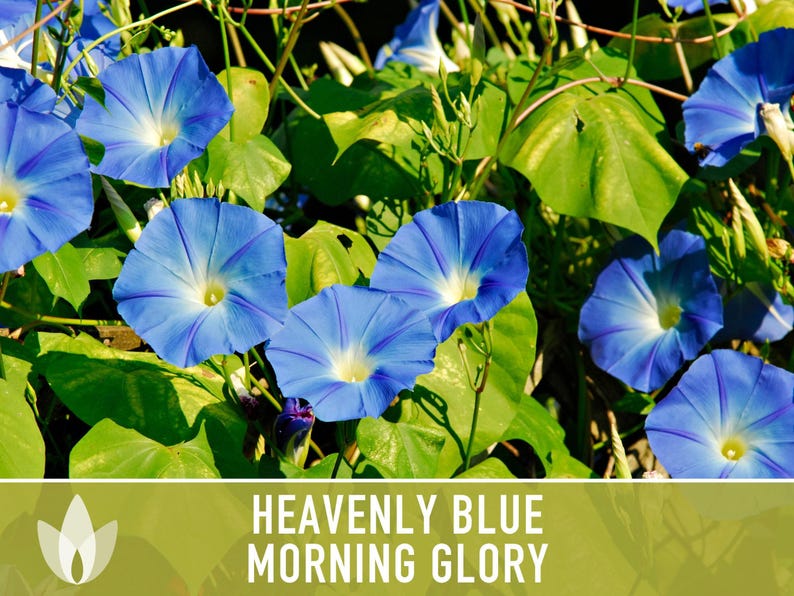 Morning Glory, Heavenly Blue Heirloom Seeds, Flower Seeds, Vine image 7