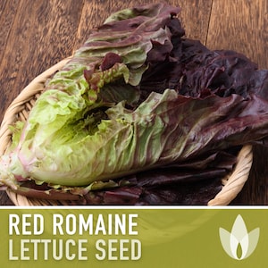 Red Romaine Lettuce Seeds - Heirloom Seeds, Microgreens, Leaf Lettuce, Head Lettuce, Ceasar Salad, Heat Tolerant, Slow Bolt, Non-GMO