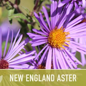 New England Aster Seeds, Heirloom Native Variety zdjęcie 9