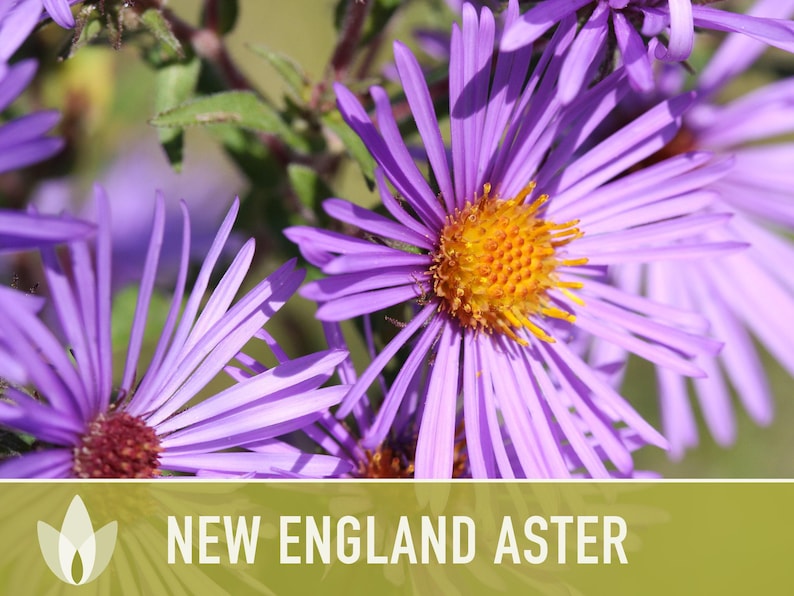 New England Aster Seeds, Heirloom Native Variety zdjęcie 9