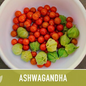 Ashwagandha Herb Seeds | 30+ Seeds, Organic, Heirloom Indian Ginseng, Medicinal, Withania somnifera image 10