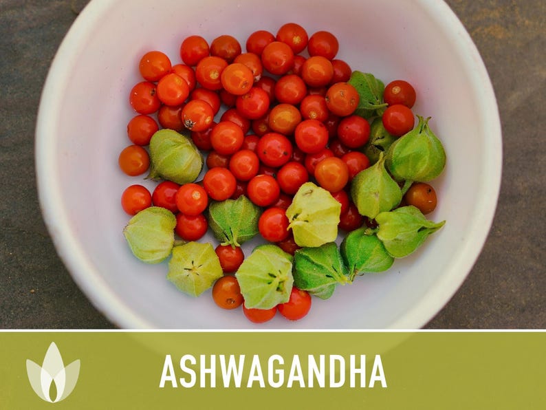Ashwagandha Herb Seeds | 30+ Seeds, Organic, Heirloom Indian Ginseng, Medicinal, Withania somnifera image 10