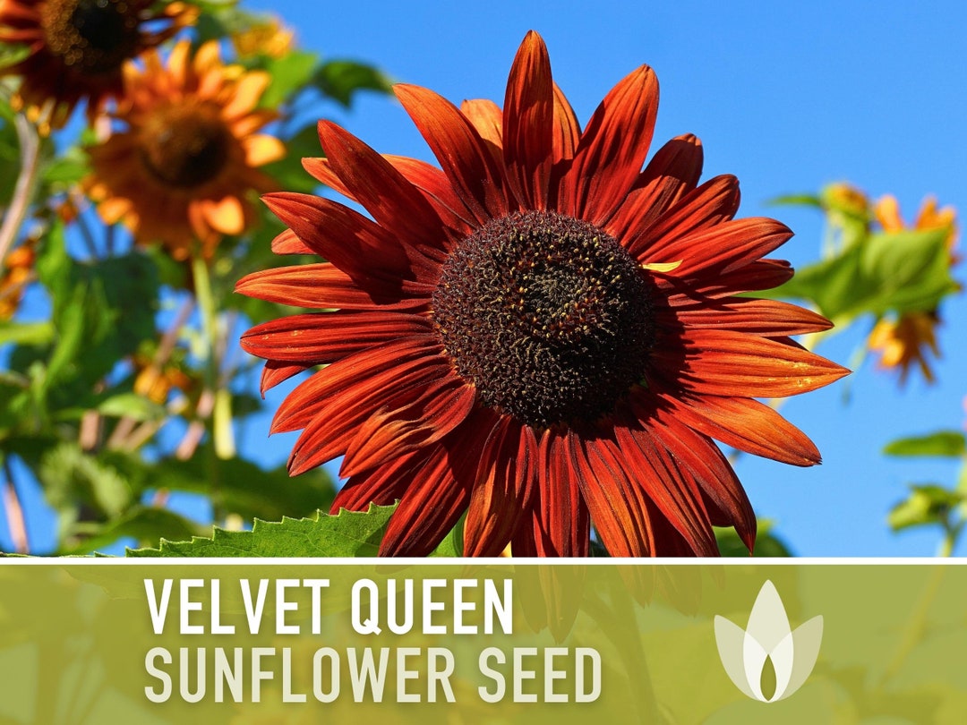 Velvet Queen Sunflower Seeds Heirloom Seeds, Flower Seeds, Cut Flowers, Open Pollinated, Nongmo