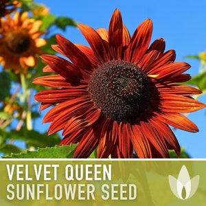 Velvet Queen Sunflower Seeds - Heirloom Seeds, Flower Seeds, Cut Flowers, Open Pollinated, Non-GMO