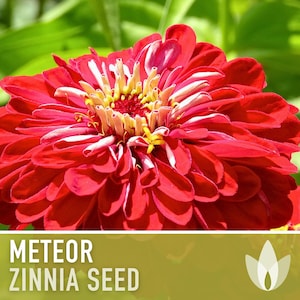 Zinnia, Meteor Heirloom Seeds, Flower Seeds, Red Flower, Butterfly Garden, Cut flowers, Hummingbird Garden