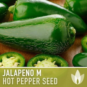 Jalapeno M Heirloom Pepper Seeds | 25+ Seeds, High Yield, Organic, Chili, Capsicum annuum image 4