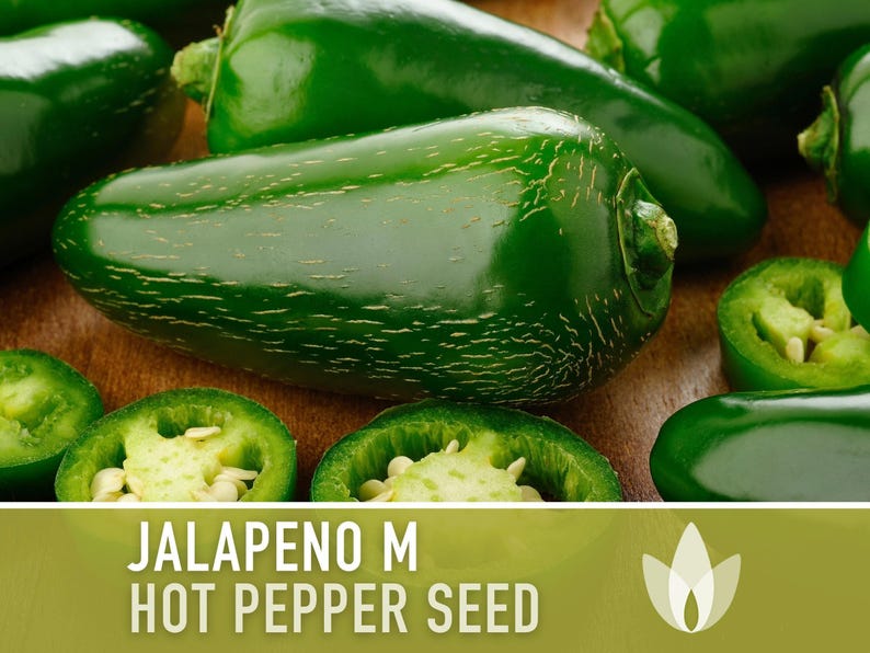 Jalapeno M Heirloom Pepper Seeds | 25+ Seeds, High Yield, Organic, Chili, Capsicum annuum image 4