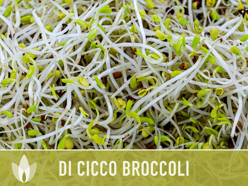 Di Cicco Broccoli Seeds Heirloom, Organic, Non-GMO image 3