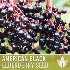 American Black Elderberry Seeds - Heirloom Seeds, Common Elderberry, Sambucus Canadensis, Medicinal Plant, Open Pollinated, Non-GMO
