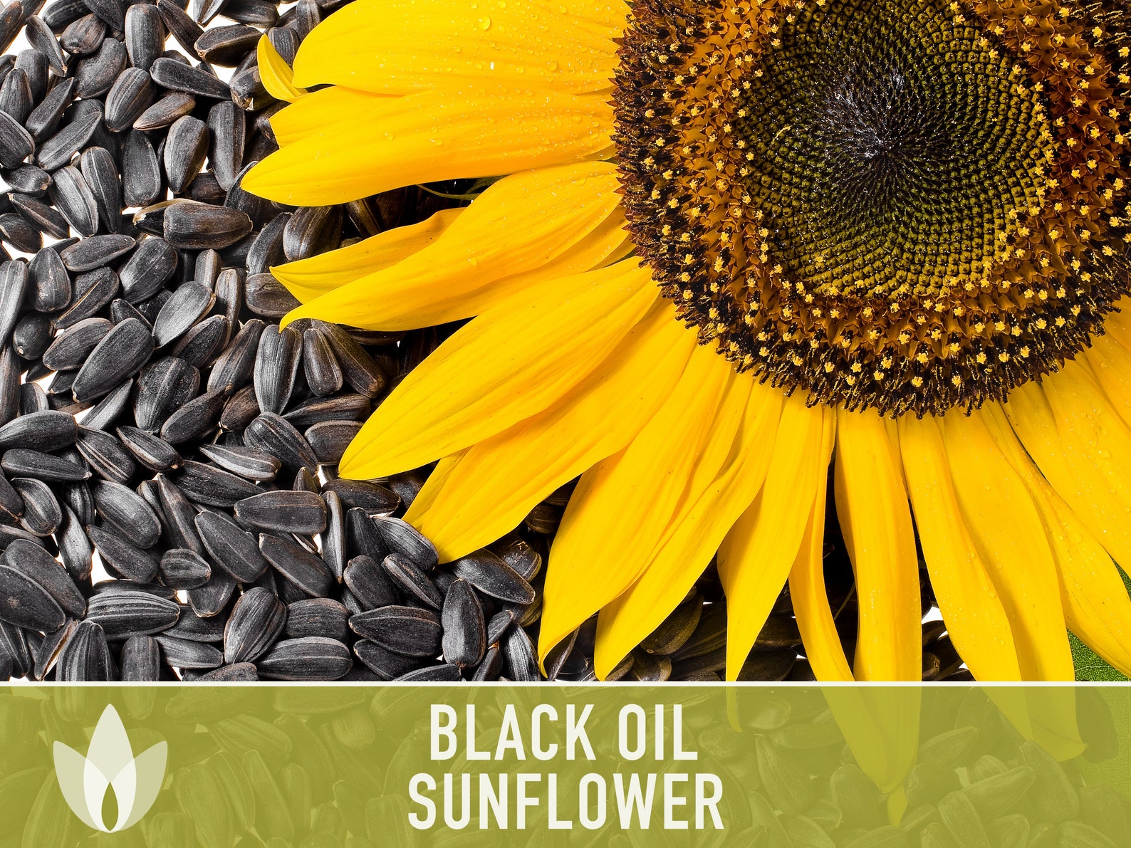 Black Oil Sunflower Heirloom Seeds Flower Seeds Etsy