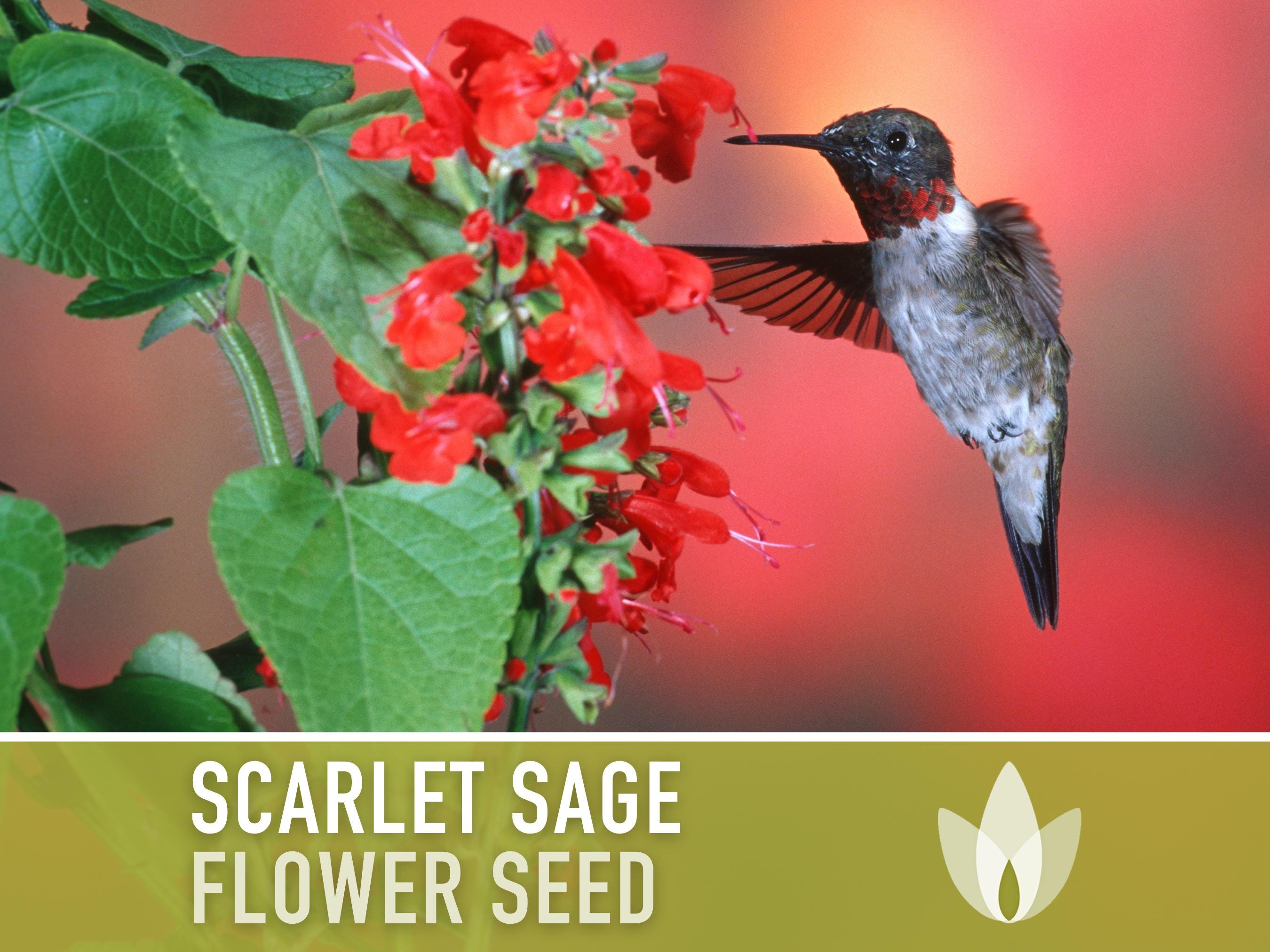 Scarlet Sage Seeds - 100 Heirloom Seeds, Bright Red Flowers, Native Flower, Hummingbird Attractor, Medicinal Herb, Drought Tolerant, Non GMO