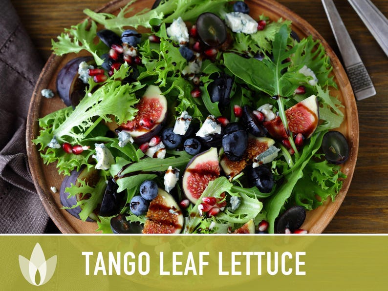 Tango Oakleaf Lettuce Seeds – Heirloom, Cold Tolerant imagem 7