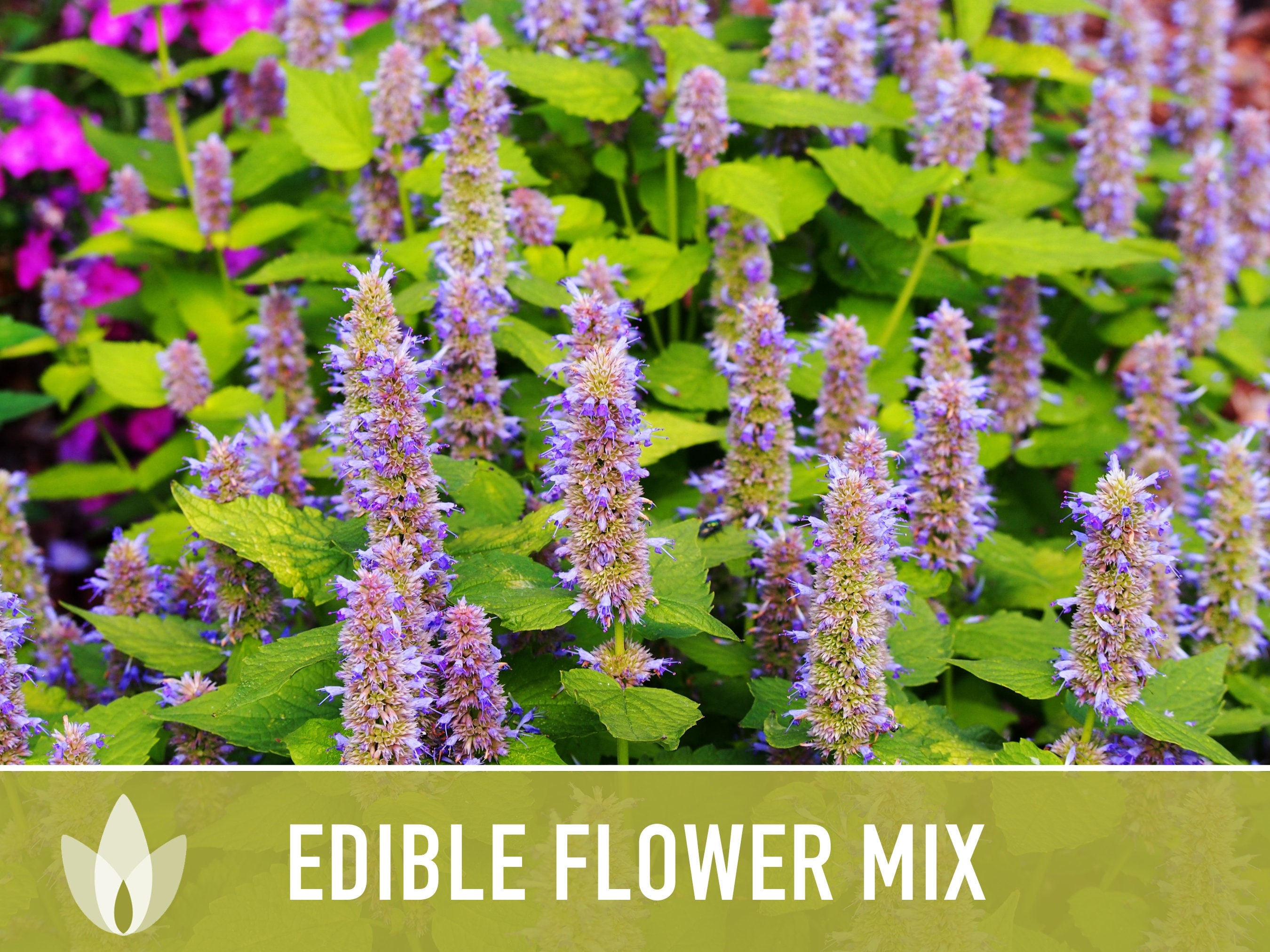 Edible Flower and Herb Mix – Pinetree Garden Seeds