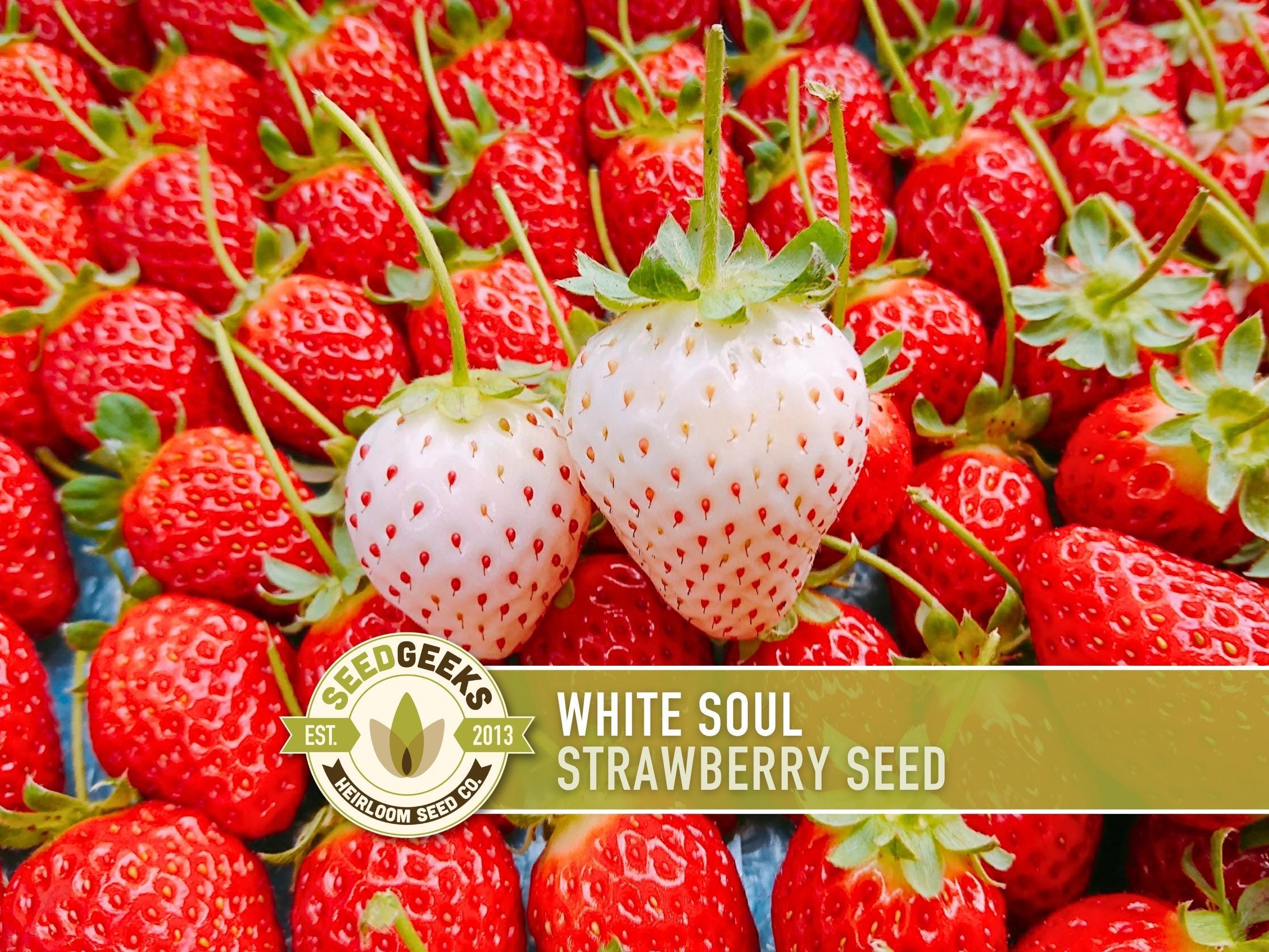 White Soul Strawberry Seeds | 20+ Seeds, Ivory Berries, Heirloom, Open  Pollinated, Non-GMO | Fragaria Vesca