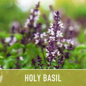 Holy Basil, Tulsi Heirloom Herb Seeds - Culinary Herb, Non-GMO, Open Pollinated imagem 5
