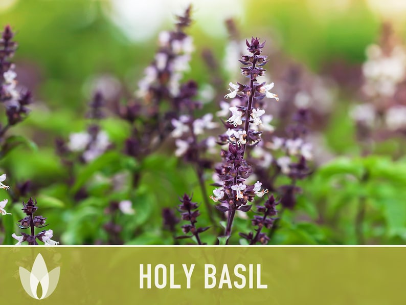 Holy Basil, Tulsi Heirloom Herb Seeds - Culinary Herb, Non-GMO, Open Pollinated imagem 5