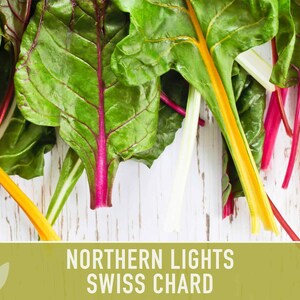 Northern Lights Swiss Chard Seeds, Rainbow Mix, Heirloom Non-GMO immagine 10