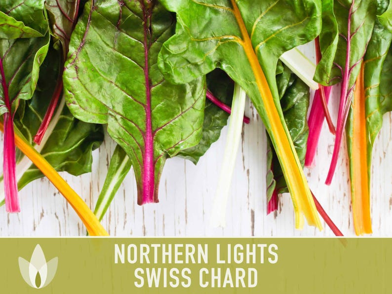 Northern Lights Swiss Chard Seeds, Rainbow Mix, Heirloom Non-GMO immagine 10