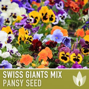Swiss Giants Pansy Seeds, Heirloom Edible Flowers, 100 Seeds image 4