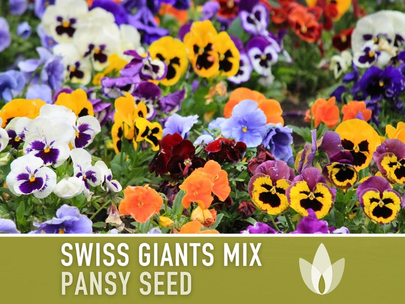 Swiss Giants Pansy Seeds, Heirloom Edible Flowers, 100 Seeds image 4