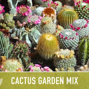 Cactus Garden Seed Mix | 50+ Seeds, Saguaro, Prickly Pear, Hedgehog, Santa Rita, Desert, Cactaceae image 4