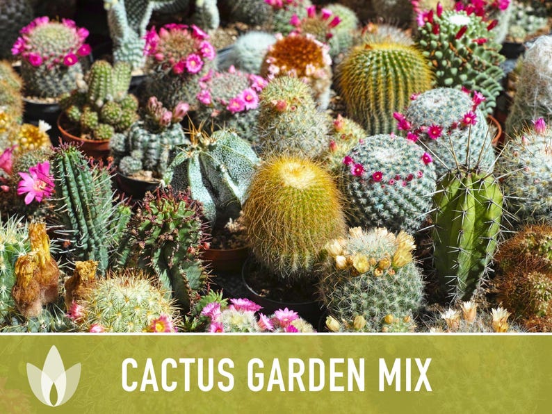 Cactus Garden Seed Mix | 50+ Seeds, Saguaro, Prickly Pear, Hedgehog, Santa Rita, Desert, Cactaceae image 4