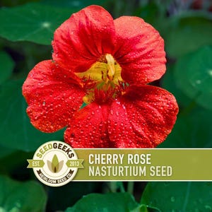Nasturtium, Cherry Rose Flower Seeds - 25 Heirloom Seeds, Organic, Edible, Salad Garden image 1