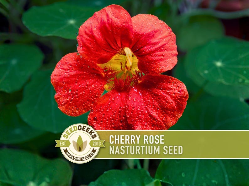 Nasturtium, Cherry Rose Flower Seeds - 25 Heirloom Seeds, Organic, Edible, Salad Garden image 1