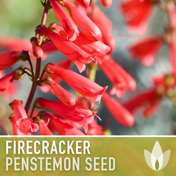 Firecracker Penstemon Flower Seeds - Heirloom Seeds, Beardtongue Seeds, Red Tubular Flowers, Penstemon Eatonii, Open Pollinated, Non-GMO