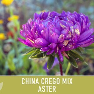 China Aster Crego Mix Flower Seeds | 100+ seeds, Heirloom, Nectar Source, Wildflower, Callistephus chinensis image 10