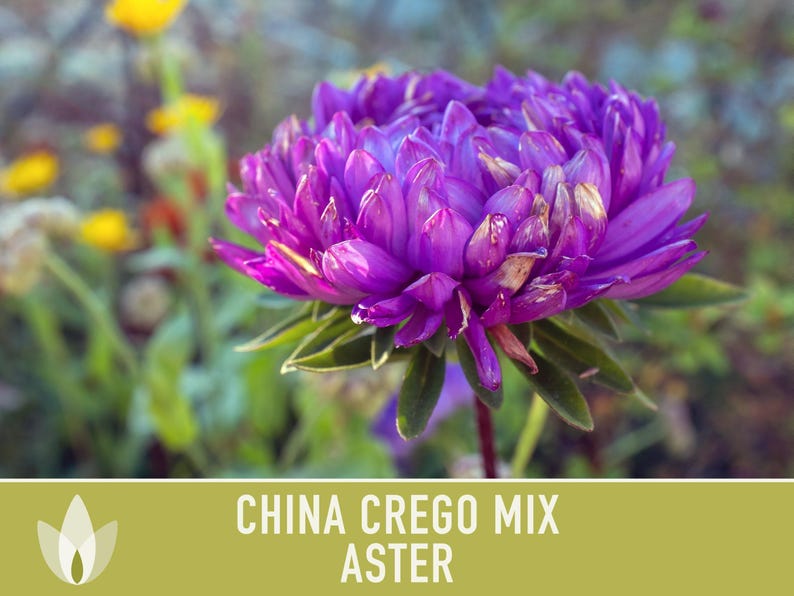 China Aster Crego Mix Flower Seeds | 100+ seeds, Heirloom, Nectar Source, Wildflower, Callistephus chinensis image 10
