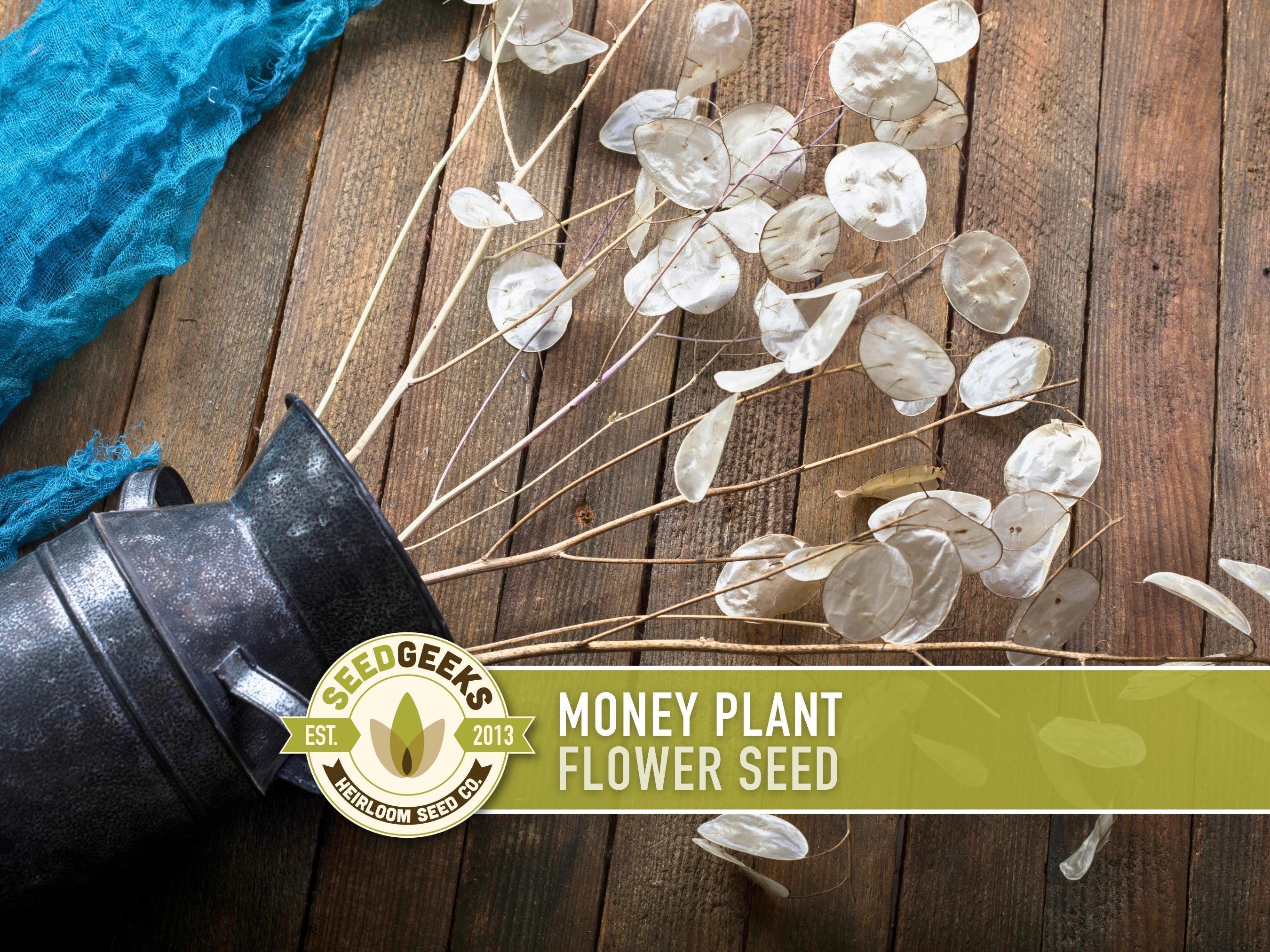 Chinese Money Plant Seeds - Etsy