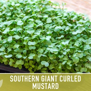 Southern Giant Curled Mustard Greens Heirloom Seeds image 9