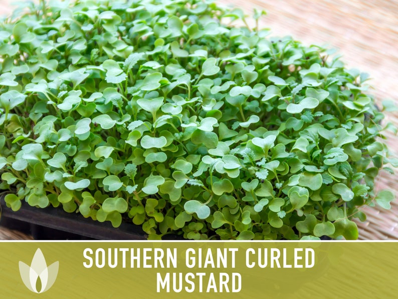 Southern Giant Curled Mustard Greens Heirloom Seeds image 9