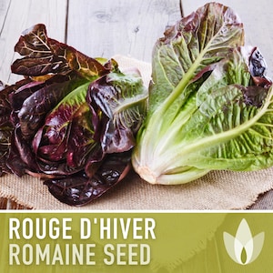 Rouge d&#39;Hiver Romaine Lettuce Heirloom Seeds - French Heirloom, Baby Lettuce, Head Lettuce, Non-GMO, Open Pollinated