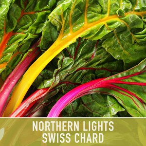 Northern Lights Swiss Chard Seeds, Rainbow Mix, Heirloom Non-GMO immagine 5