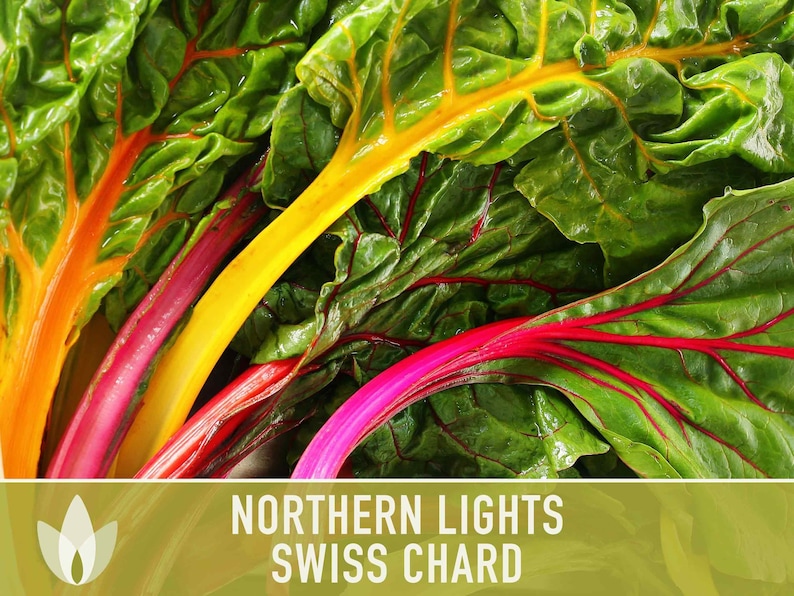 Northern Lights Swiss Chard Seeds, Rainbow Mix, Heirloom Non-GMO immagine 5