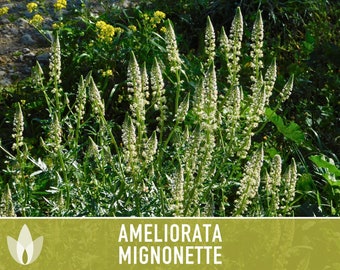 Mignonette Ameliorata Flower Seeds - Heirloom Seeds, Ornamental Flowers, Potpourri, Bouquets, Reseda Odorata, Open Pollinated, Non-GMO