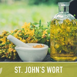 St. John's Wort Herb Seeds - Heirloom Medicinal Plant, Open Pollinated image 9