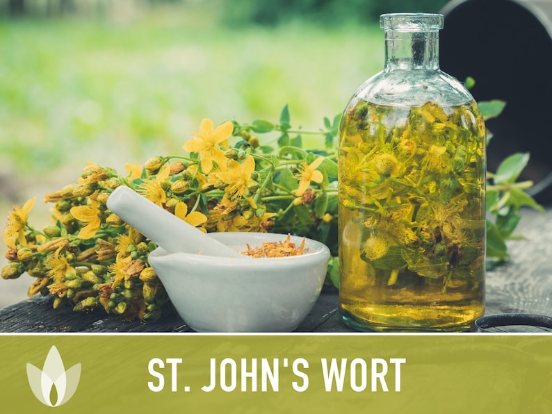 St. John's Wort Herb Seeds - Heirloom Medicinal Plant, Open Pollinated image 9